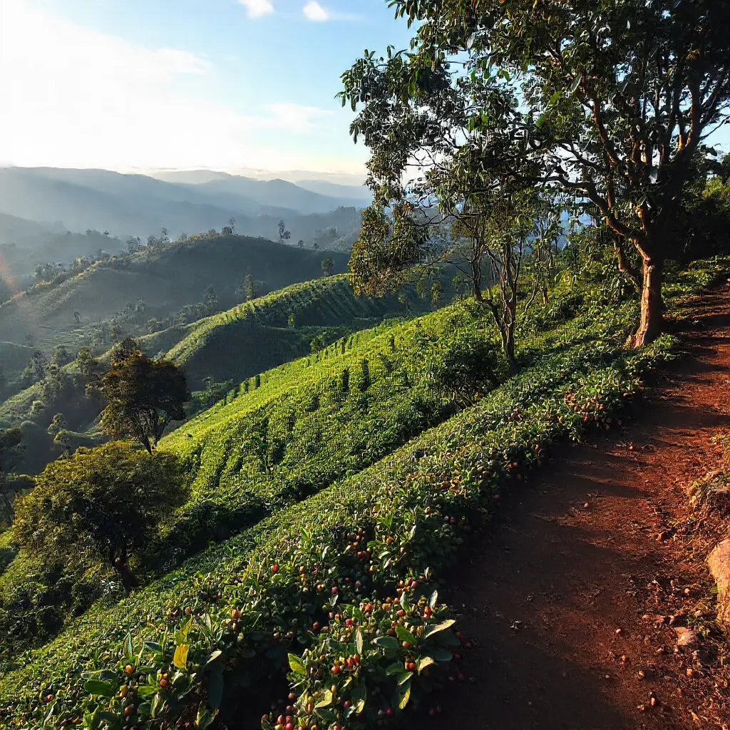 Lush green hillside coffee farm in Indonesia with ripe coffee cherries and a scenic mountain view at sunrise.