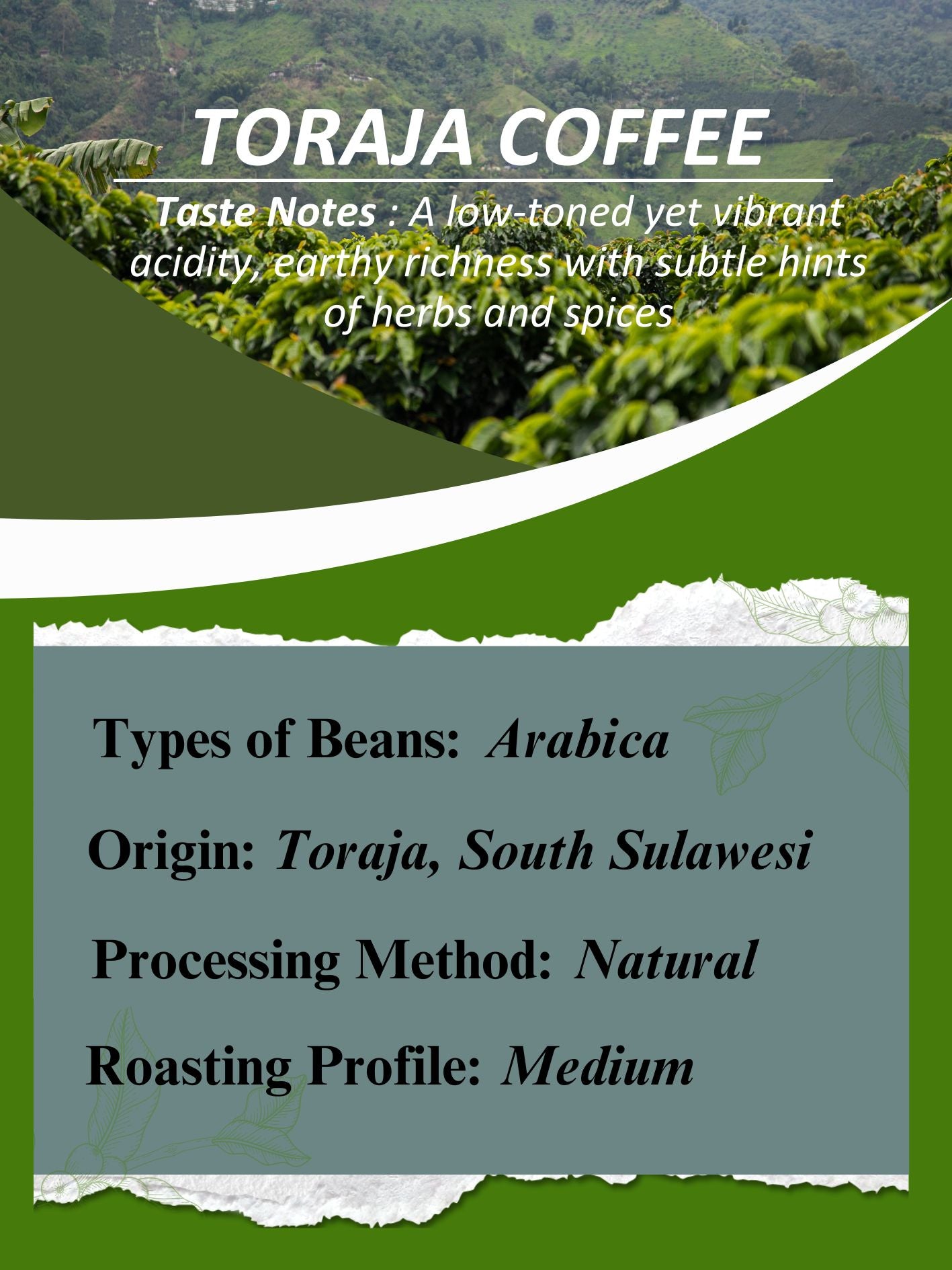 AMG Roastery Toraja Arabica coffee from South Sulawesi, natural process, medium roast. Vibrant acidity, and hints of herbs.