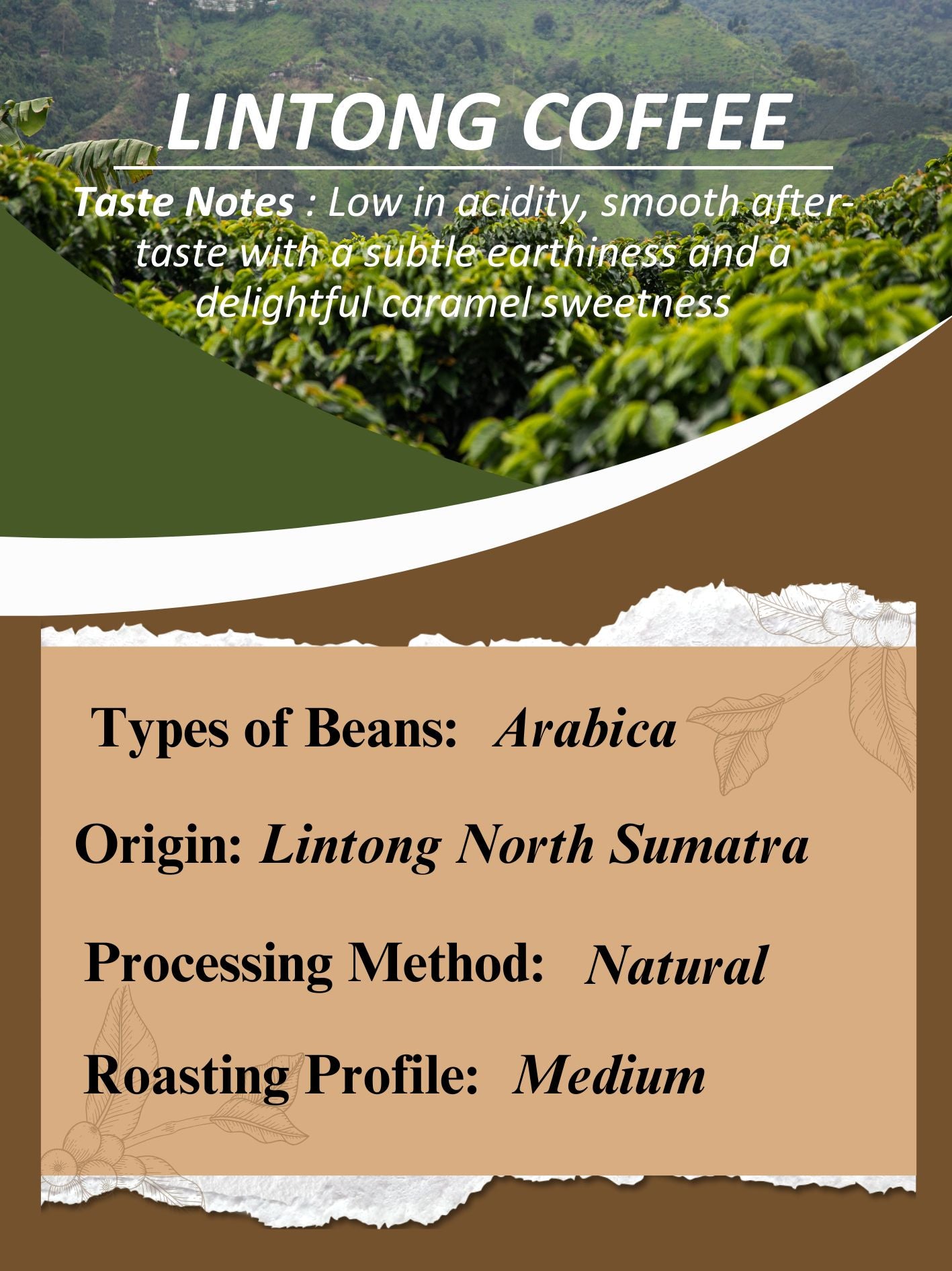 AMG Roastery Lintong Arabica coffee from North Sumatra, natural process, medium roast. Low acidity and smooth after taste.