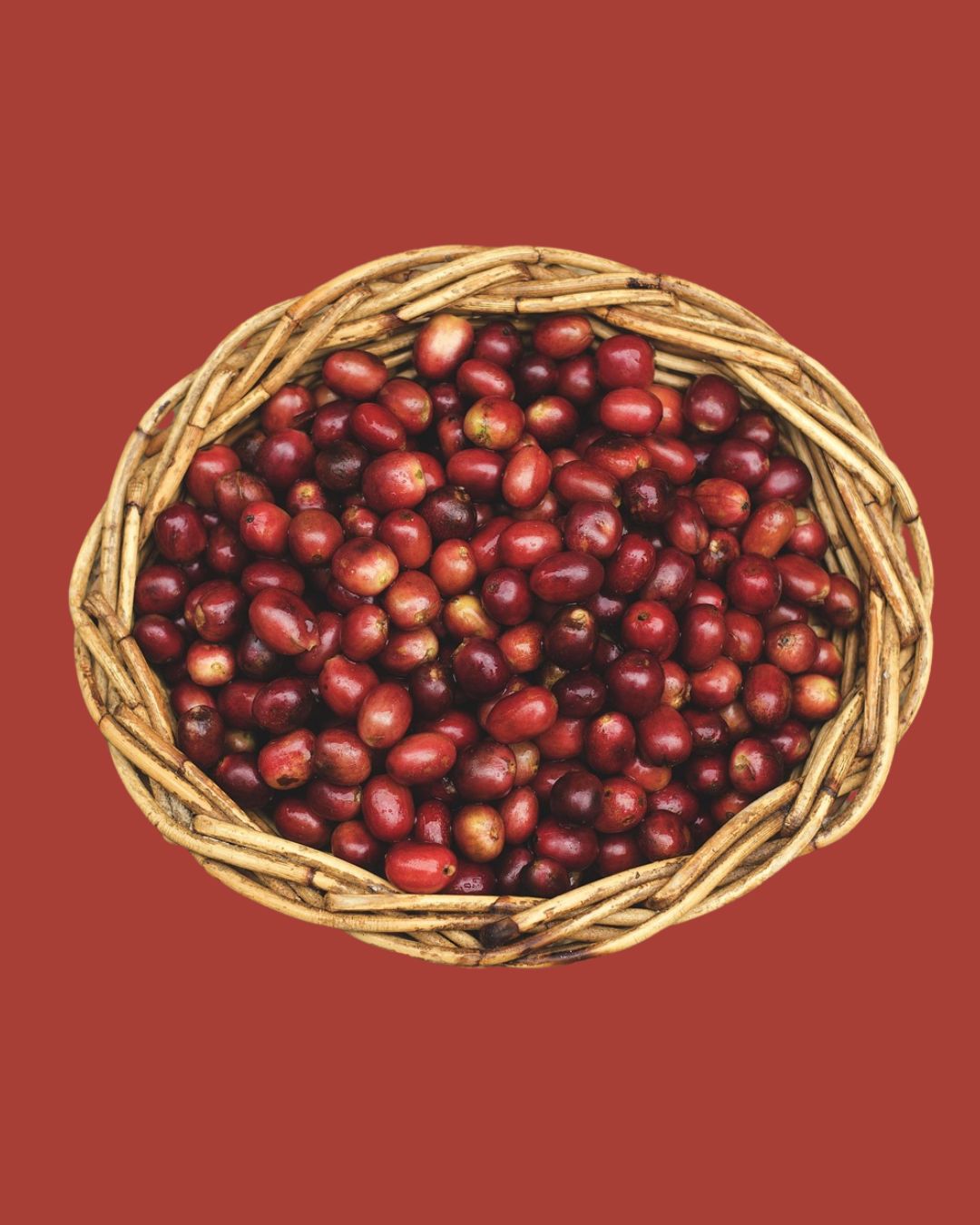 Hand-selected red coffee cherries used by AMG Roastery to produce premium quality beans