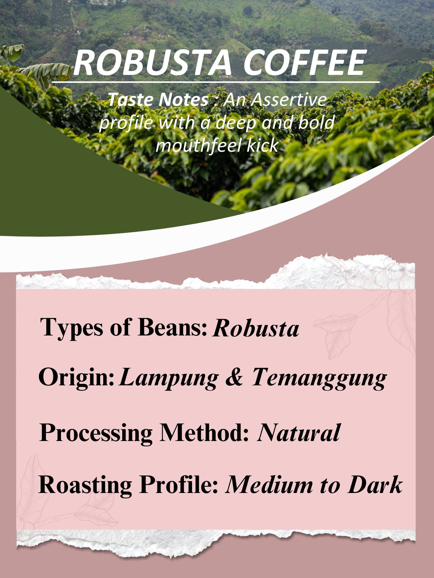AMG Roastery Robusta coffee from Lampung & Temanggung, natural process, medium to dark roast. Assertive bold, mouthfeel kick.
